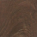 Acacia erioloba / Espina de camello (Vachellia erioloba)