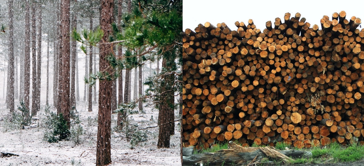 madera de pino en cataluña