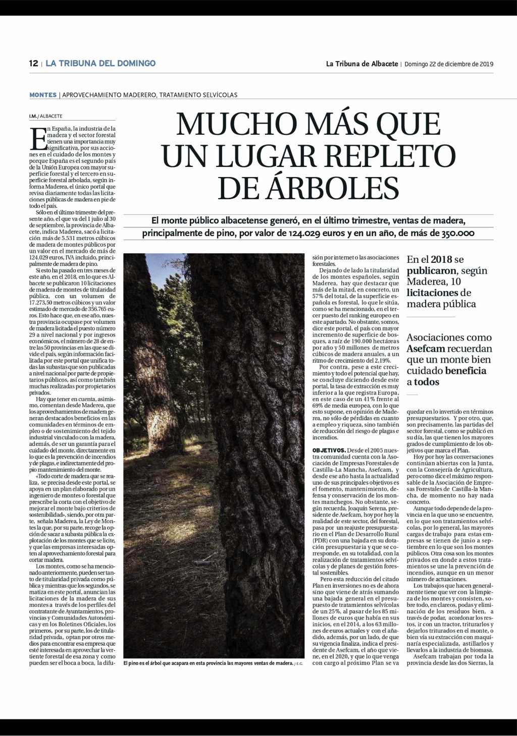 Subastas madera noticia Albacete