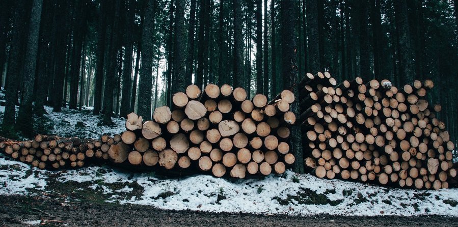 Se disparan las adjudicaciones desiertas de madera de montes públicos