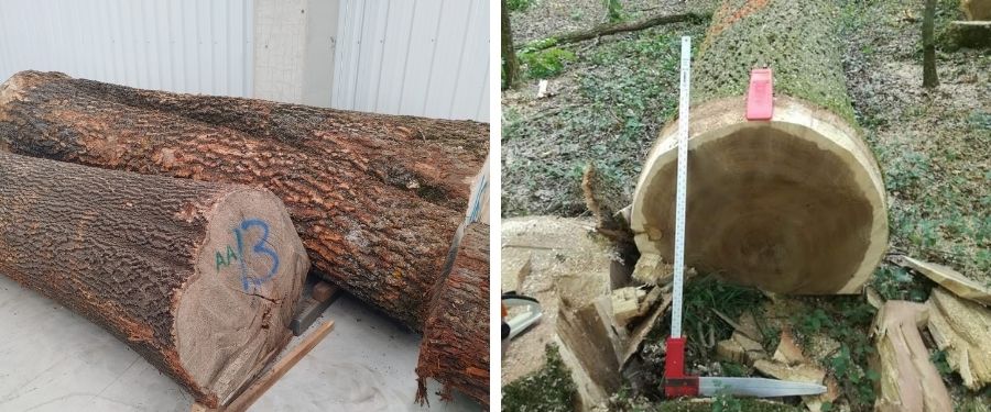 Madera en rollo o troncos para chapa a la plana