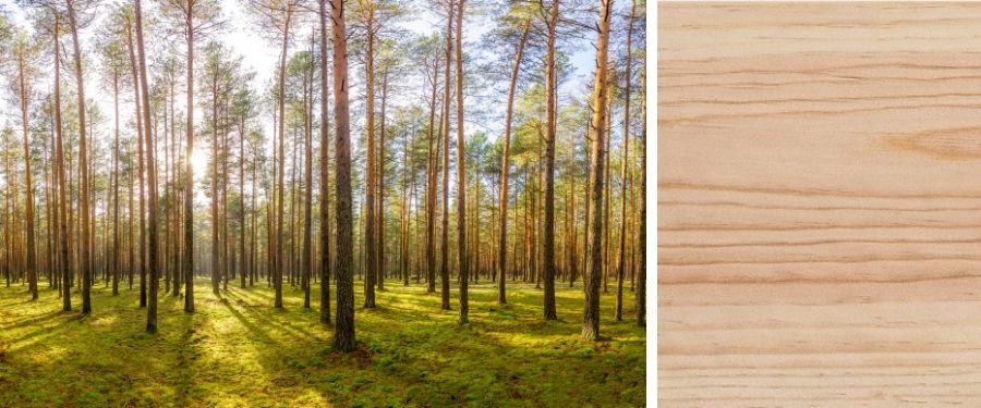 madera de pino pinaster