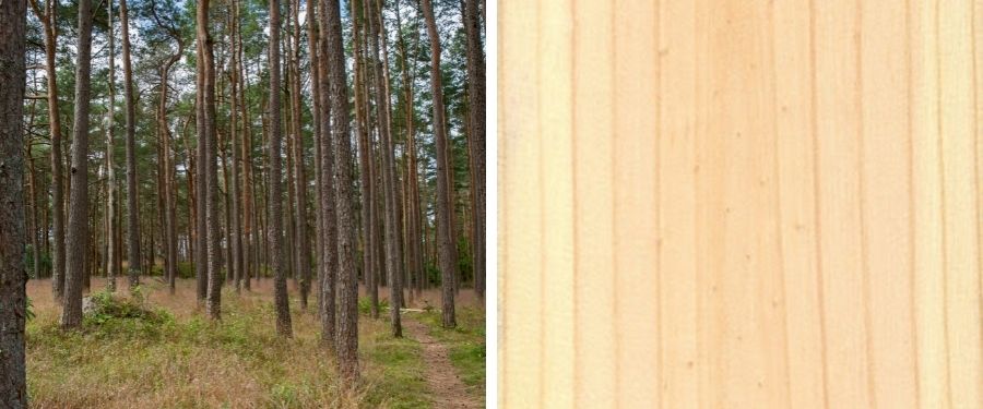 Madera pino suecia