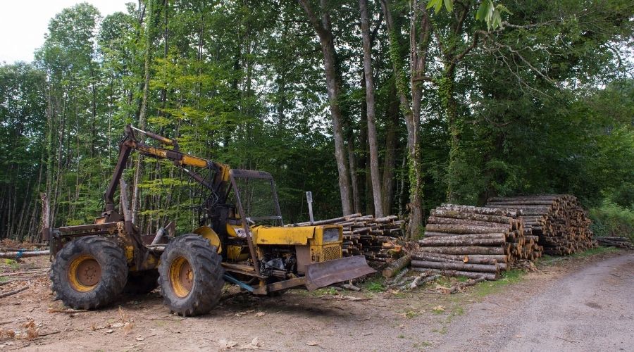 Quién es el rematante forestal