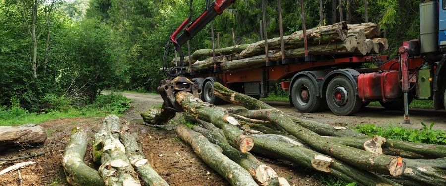 Rematantes forestales o de madera