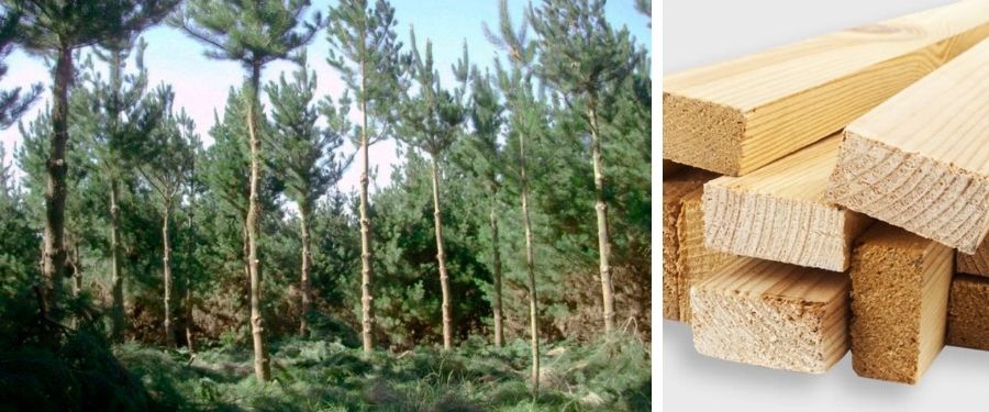 Características, usos de la madera de pino Insigne