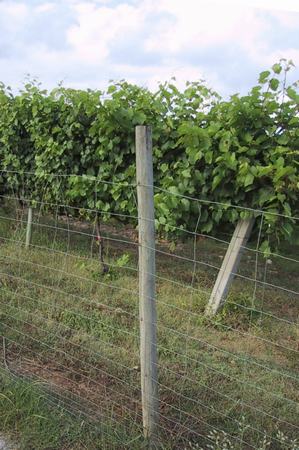 Qué son los postes y las estacas de madera