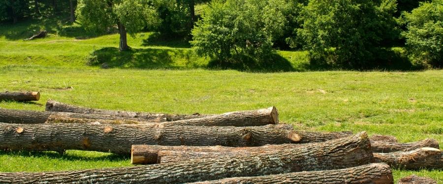 Desmintiendo mitos acerca de la industria de la madera