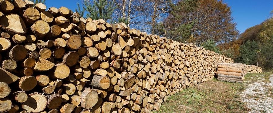 Disminución de más de un 68% del volumen de madera subastada en el 1º trimestre del 2022