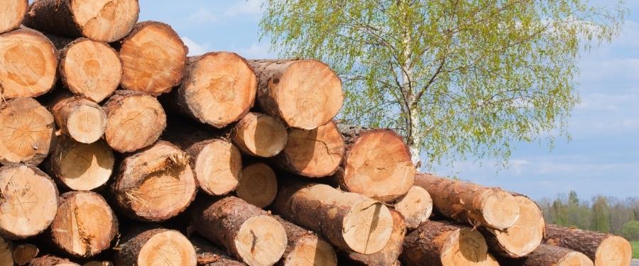 Baja el precio en las adjudicaciones de madera de montes públicos