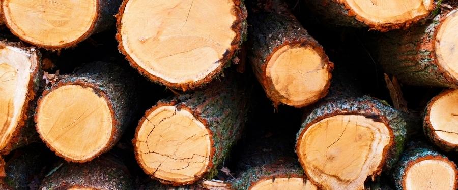 Situación de la madera de roble en la Unión Europea