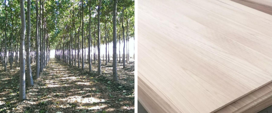 Sostenibilidad y usos de la madera de paulownia