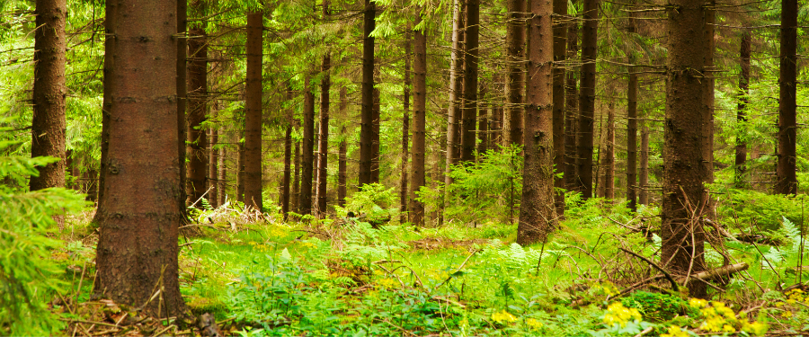 ¿Cómo se realizan los aprovechamientos forestales?