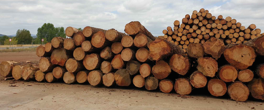 Aserraderos especializados en madera de Pino Radiata