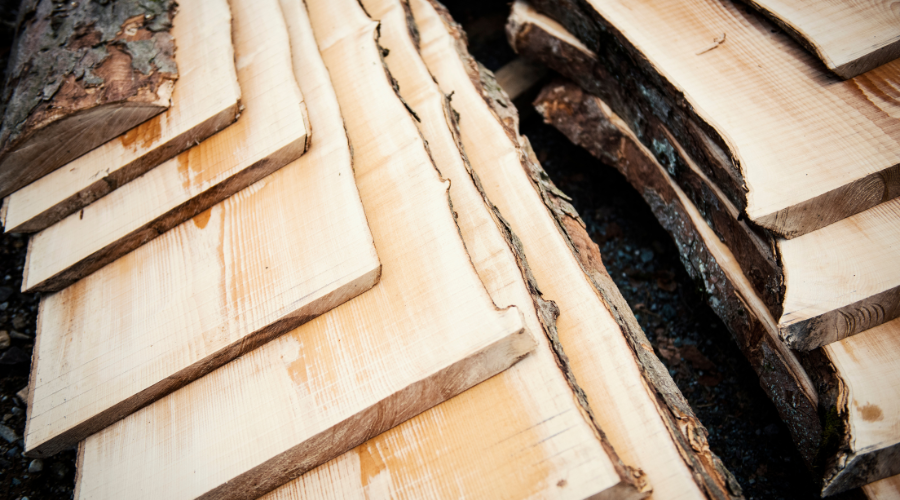 El pino (Pinus spp.)