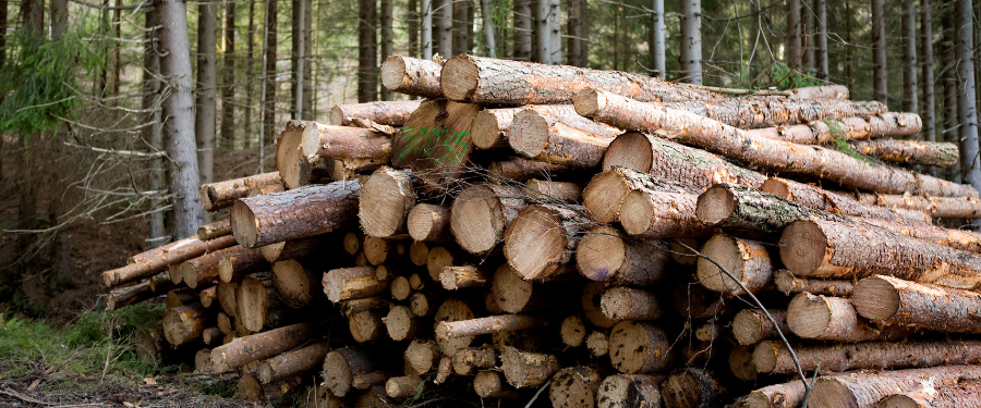Cómo puedo aprovechar la madera de mi monte