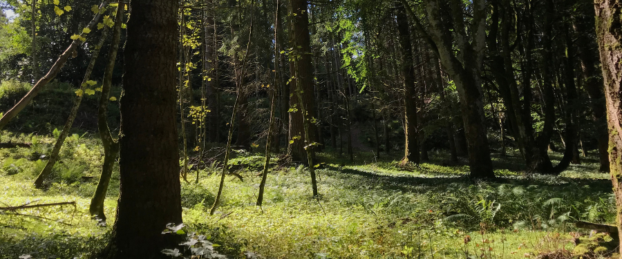 Aprovechamientos forestales