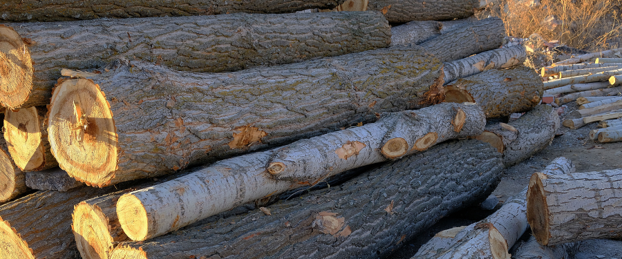 Aserraderos de madera de chopo