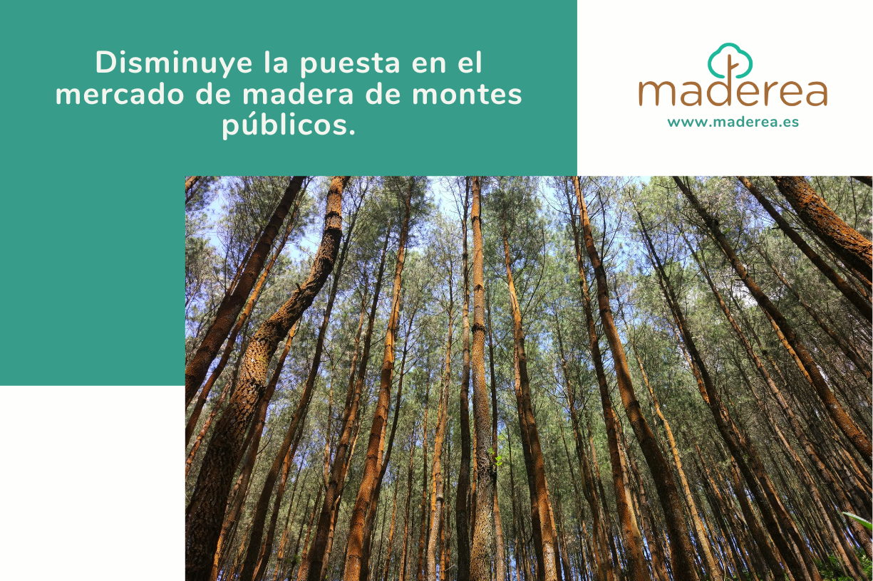 Disminuye la puesta en el mercado de madera de montes públicos.