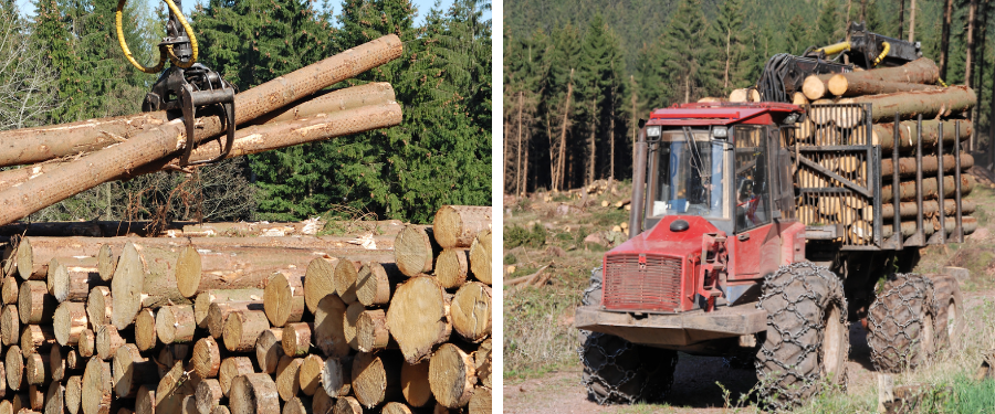 Empresas especializadas en el aprovechamiento forestal de madera