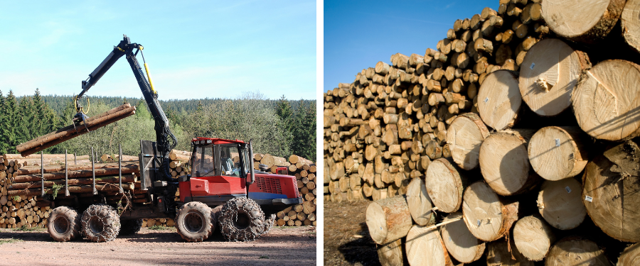 Proveedores de madera de chopo