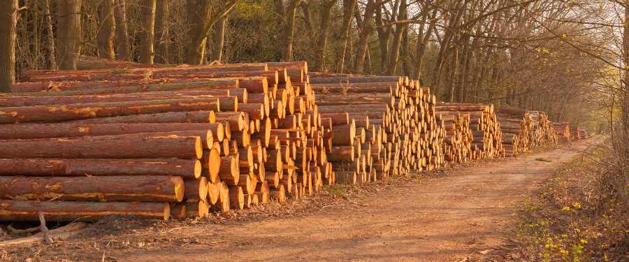 Proveedores de madera en rollo de origen nacional