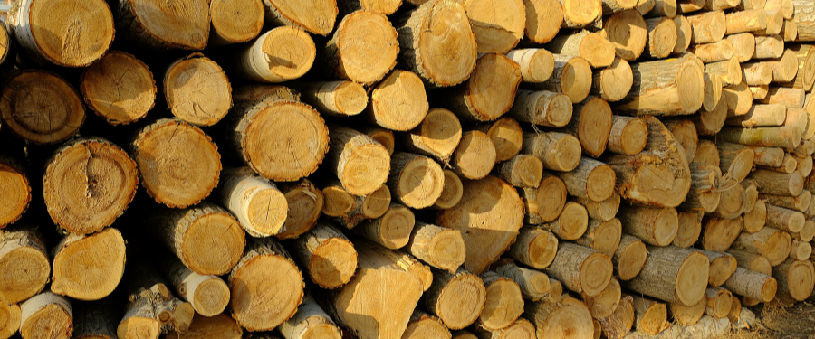 madera de chopo en rollo