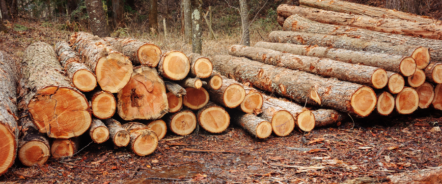 Castilla y León un referente forestal en España