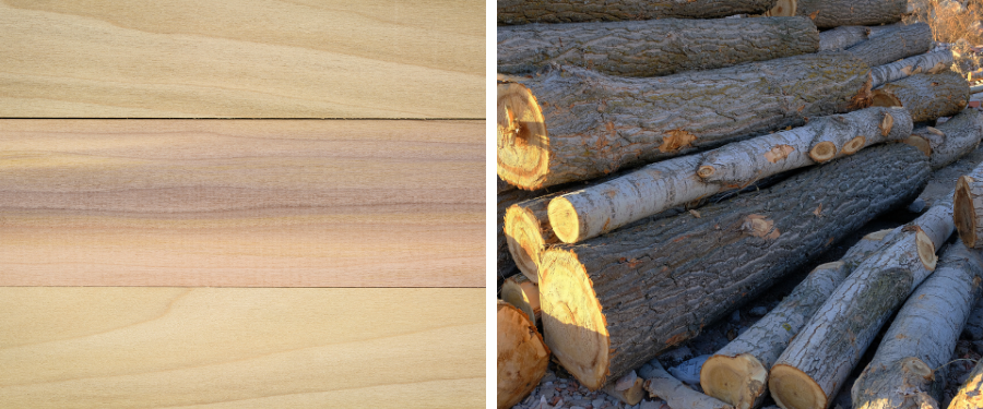 Madera de chopo en rollo suministrada por proveedores en España