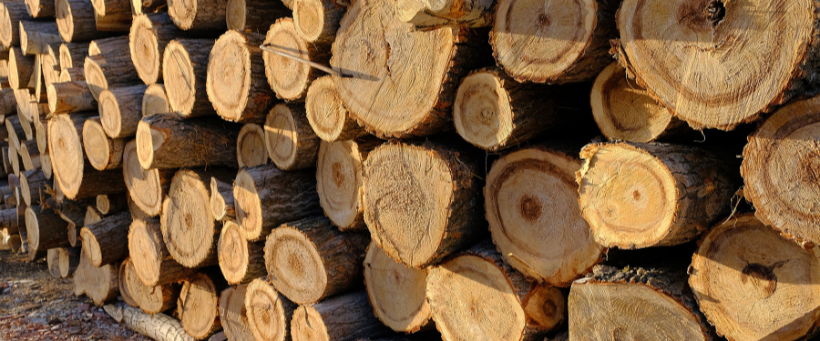 Proveedores especializados en madera de chopo certificada en España