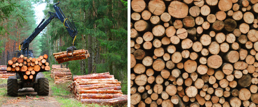 Guía para participar en subastas de madera en España [2025] - requisitos, proceso y ventajas