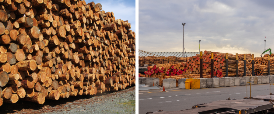 Las maderas más rentables para exportación en 2025