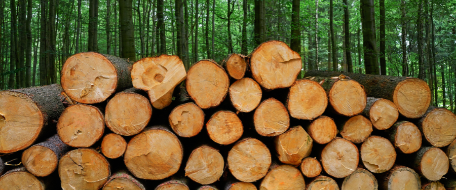 Las 3 especies de madera más subastadas en España