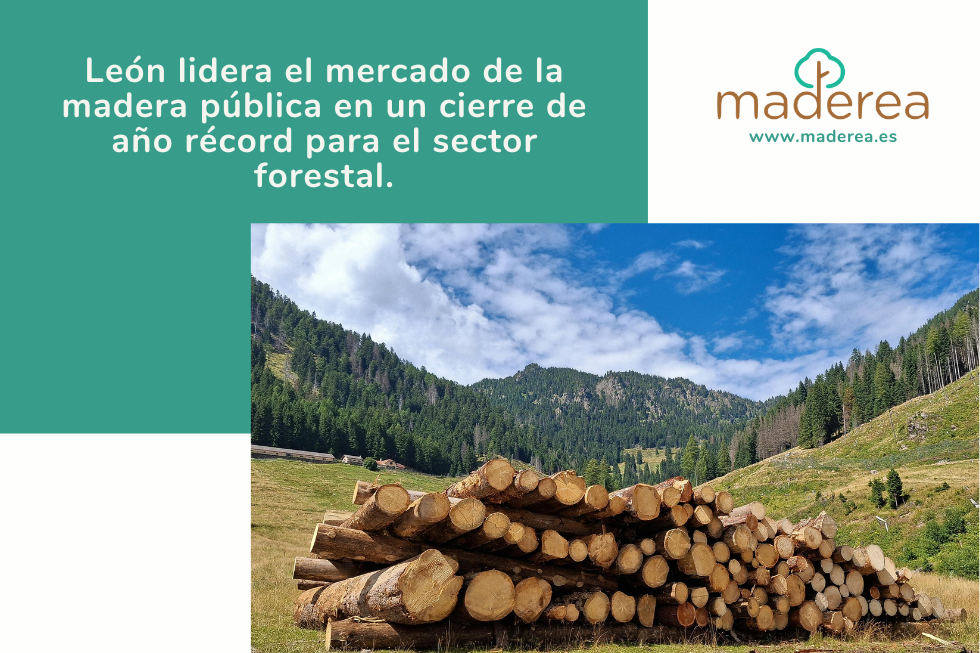 Subastas de madera 4T 2025