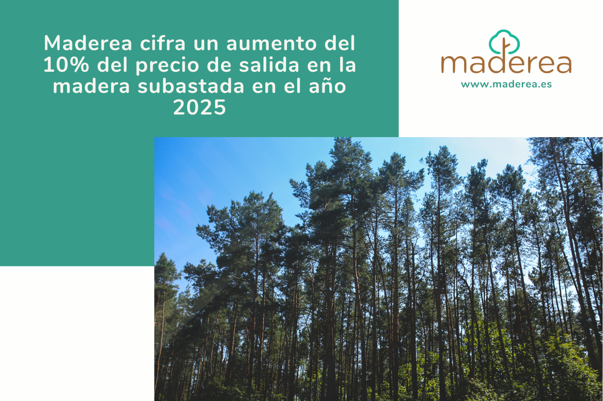 Cabecera noticia subastas 2025