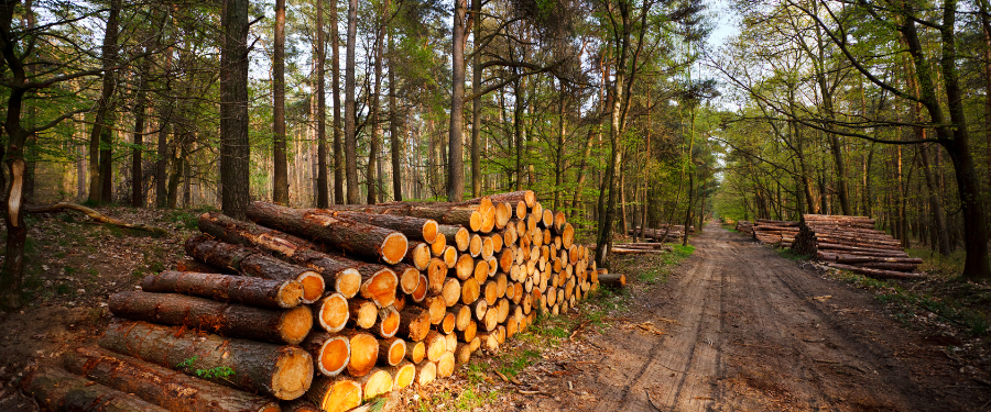 Las 8 especies de madera más duras y resistentes de Europa Las 8 especies de madera más duras y resistentes de Europa
