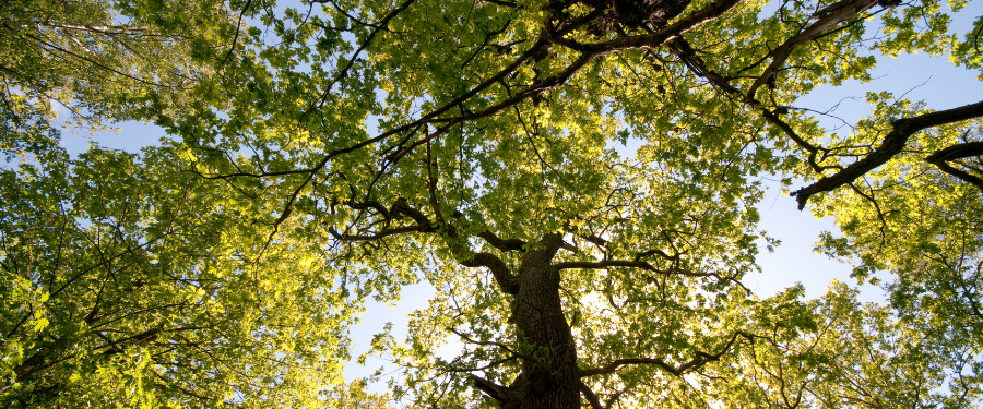 5 Especies de madera de frondosas españolas