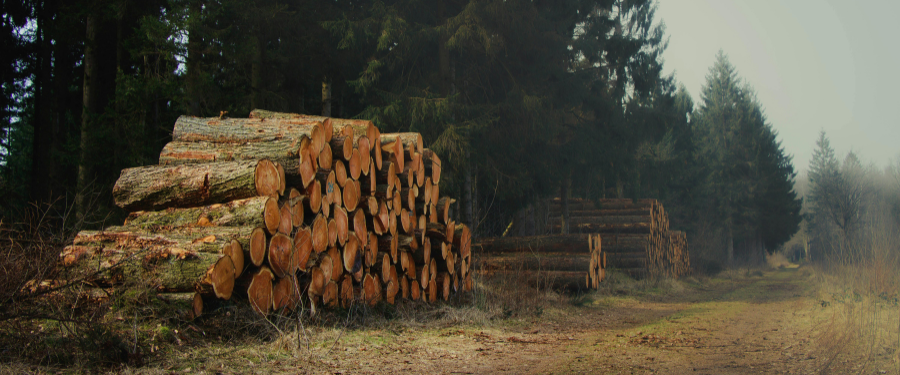 Madera de frondosas españolas