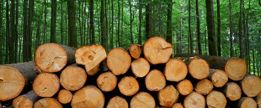 Madera de pino en España Radiografía del mercado 2026
