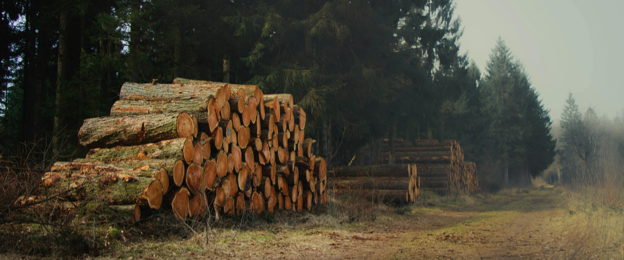 Aprovechamientos forestales ¿qué son y por qué son clave para el monte?