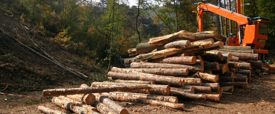 Empresas que realizan aprovechamientos forestales de madera