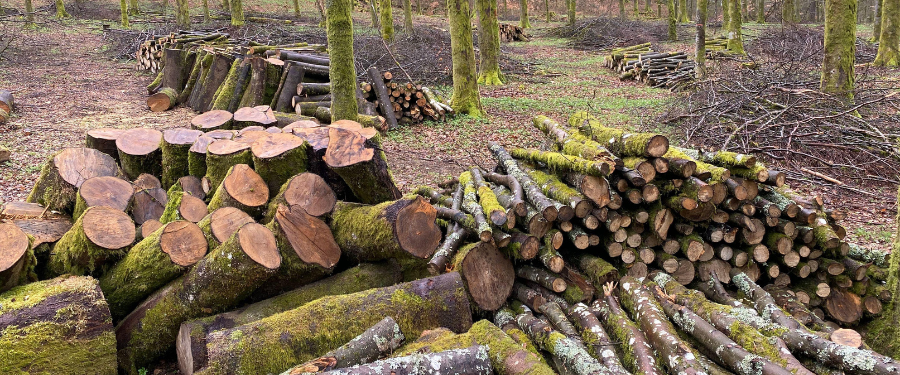 España aprovecha menos madera que otros países europeos ¿qué significa esto para la gestión forestal? España aprovecha menos madera que otros países europeos ¿qué significa esto para la gestión forestal?