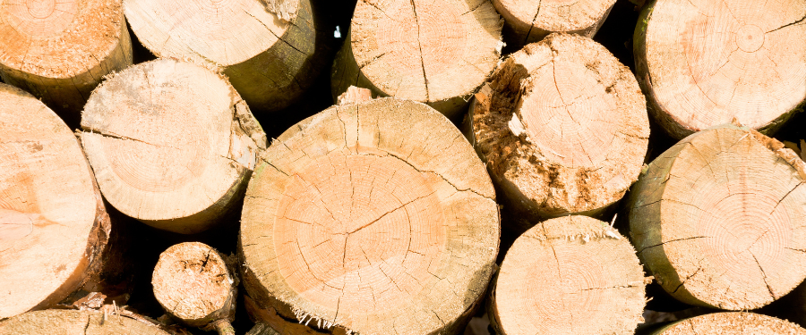 Especies de madera de pino, usos y diferencias