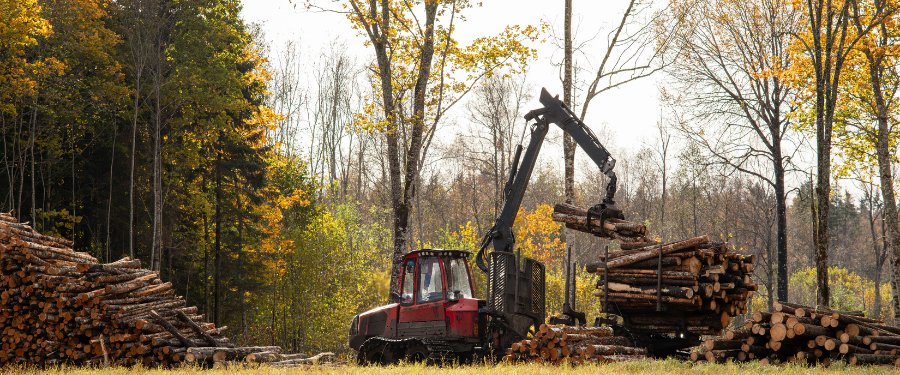 Gestión forestal sostenible Gestión forestal sostenible