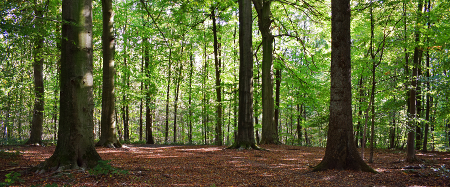 Guía completa sobre especies de madera Guía completa sobre especies de madera