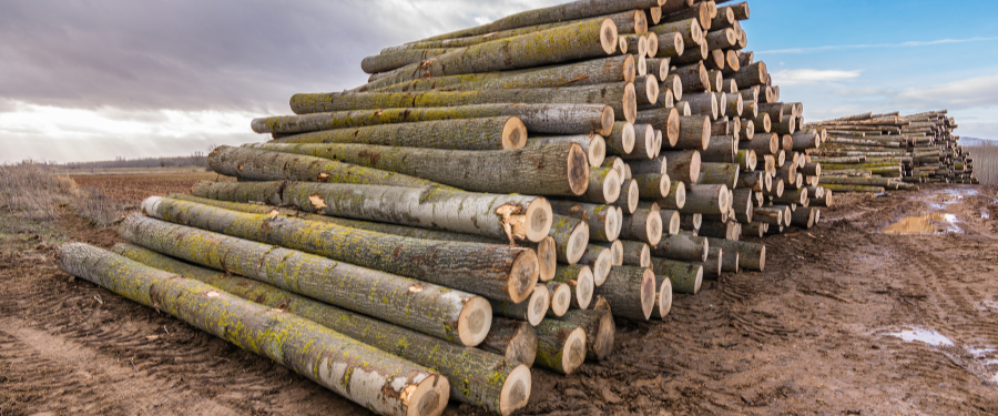 Proveedores de madera de chopo