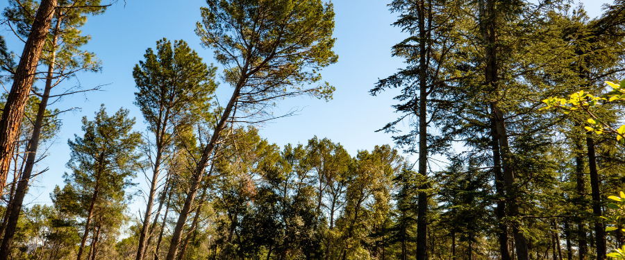 Guía completa sobre subastas de madera en España Guía completa sobre subastas de madera en España