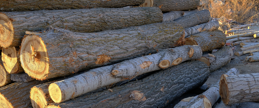 Madera de chopo en rollo 3 claves para mejorar rendimiento, clasificación y aprovechamiento industrial