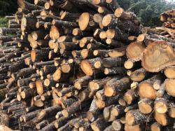 Aprovechamientos forestales