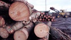 Madera en rollo-nacional